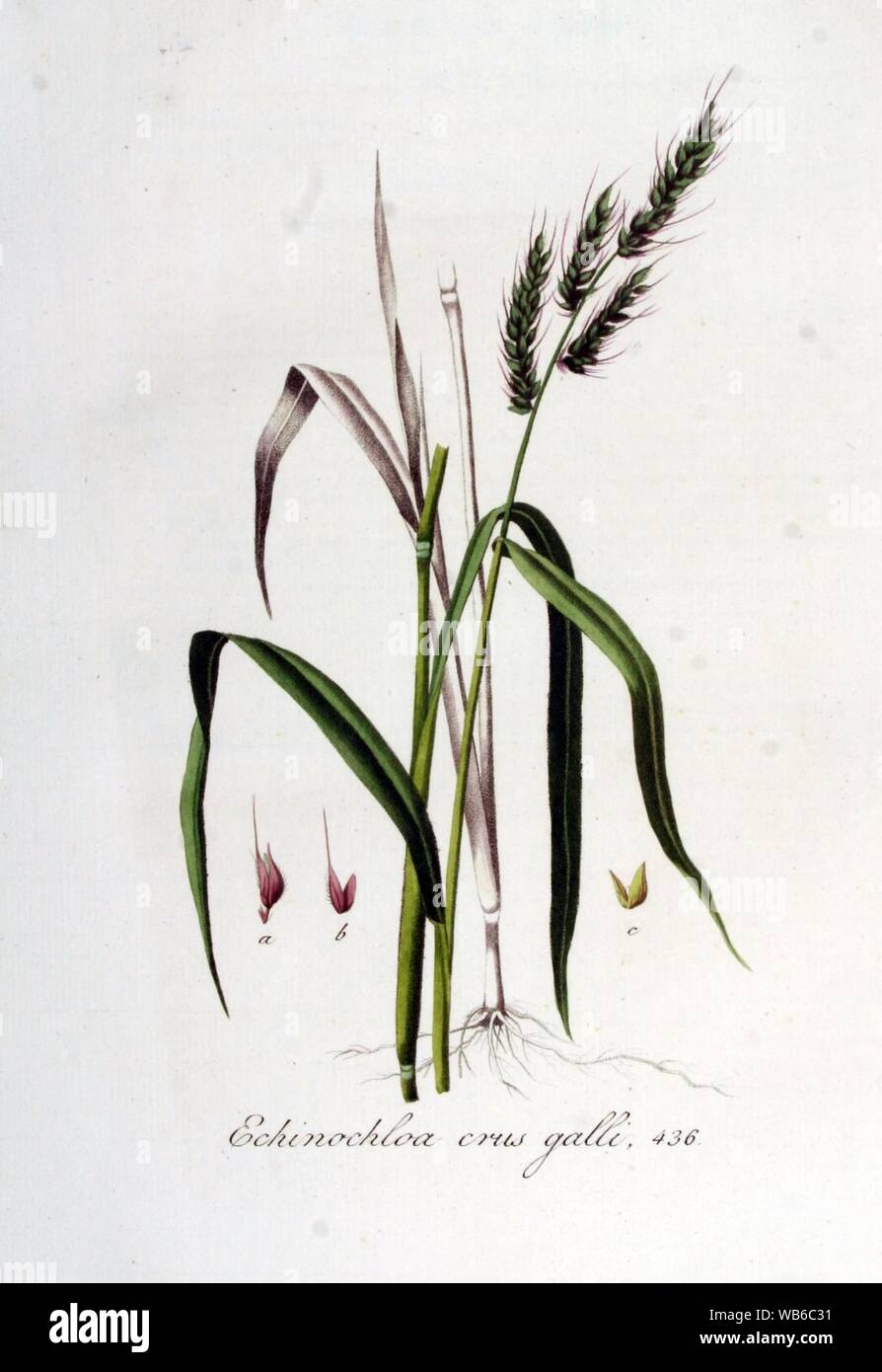 Echinochloa crus-galli — Flora Batava — Volume v6. Stock Photo