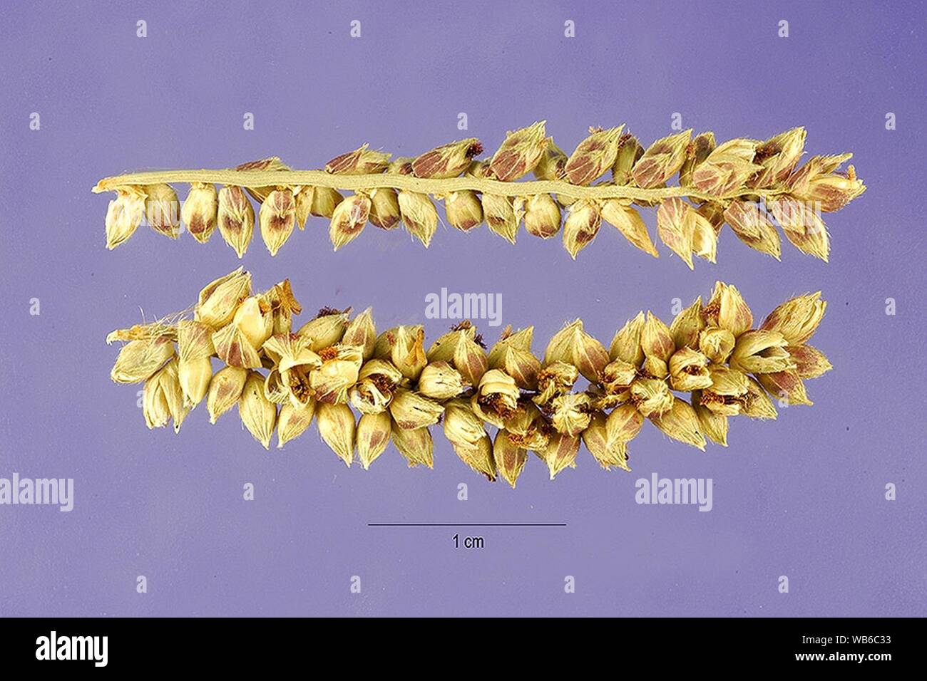 Echinochloa pyramidalis seeds 1. Stock Photo