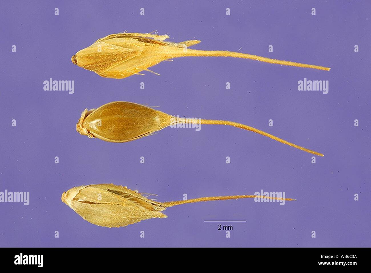 Echinochloa stagnina seeds. Stock Photo