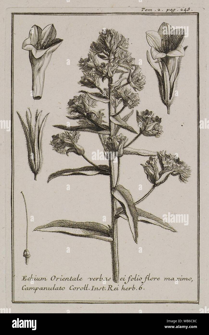 Echium Orientale verbas ei folio flore maximo, Campanulato Coroll Inst Rei herb 6 - Tournefort Joseph Pitton De - 1717. Stock Photo