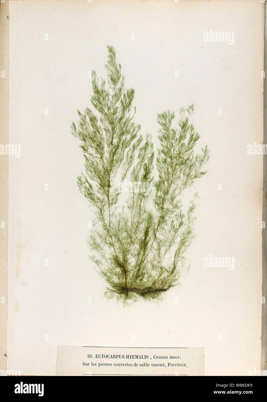 Ectocarpus hyemalis Crouan. Stock Photo