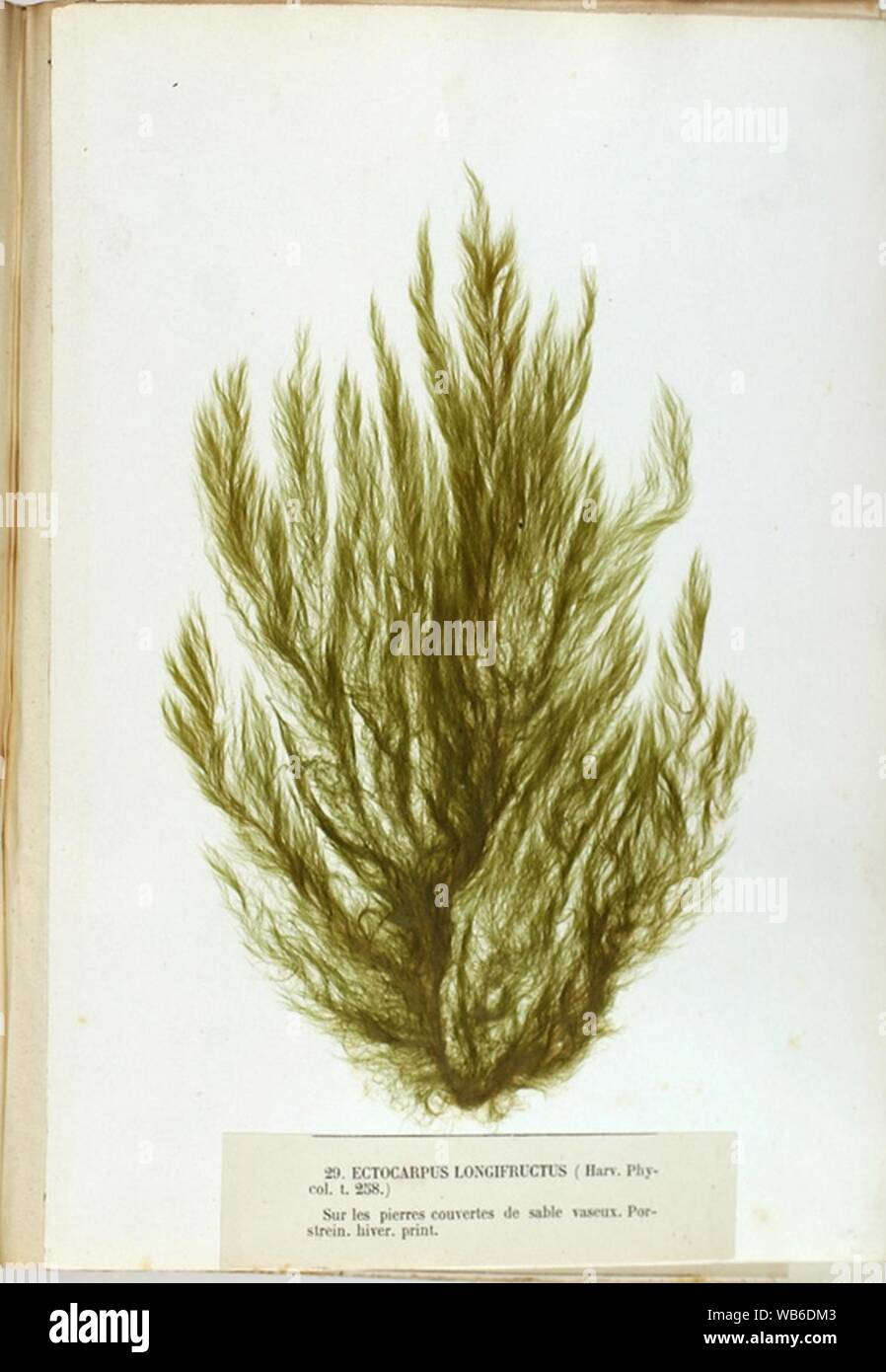 Ectocarpus longifructus Crouan. Stock Photo