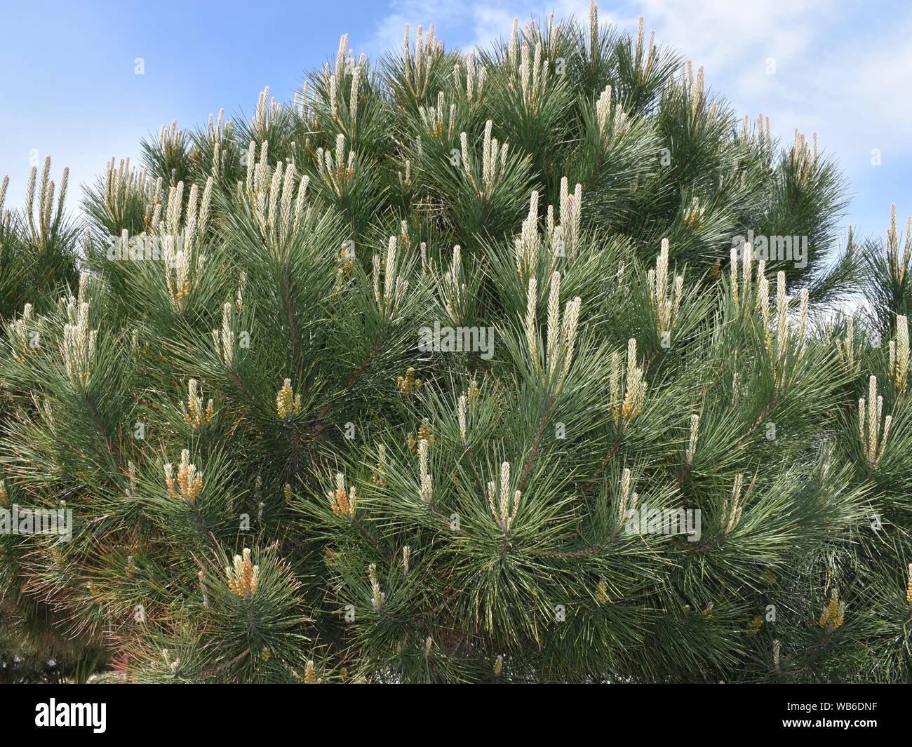 A close up of a thick pine tree in summer showing new growth Stock Photo