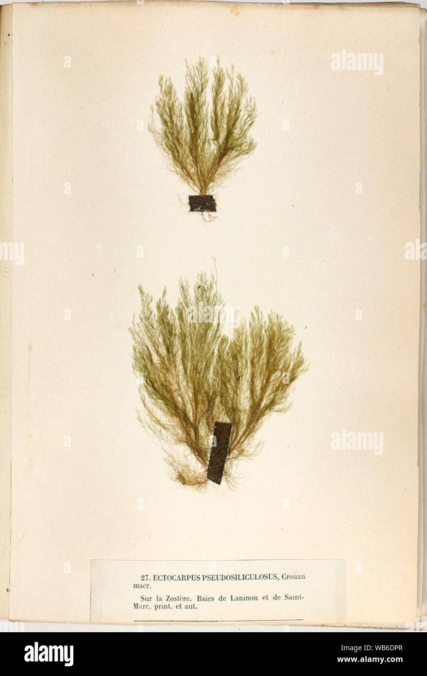 Ectocarpus pseudosiliculosus Crouan. Stock Photo