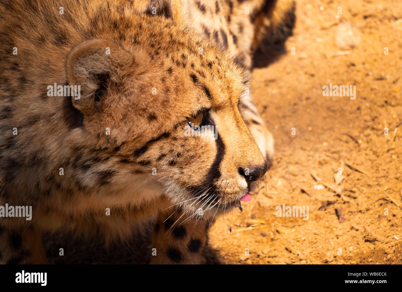 A Cheetah, Acinonyx jubatus, alert while drinking at a waterhole in a captive breeding program with copy space. Stock Photo