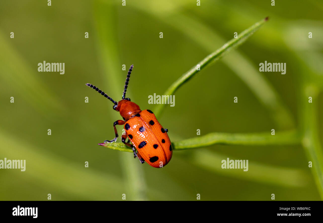 ærme beskytte udbytte A small scarlet lily beetle (Lilioceris lilii) on a branch of a plant Stock  Photo - Alamy