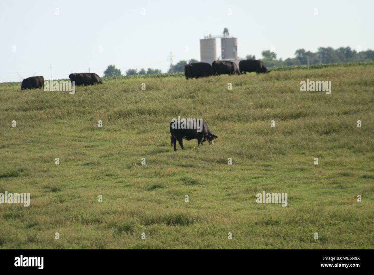 Open Range Cattle Ranching Stock Photo - Alamy