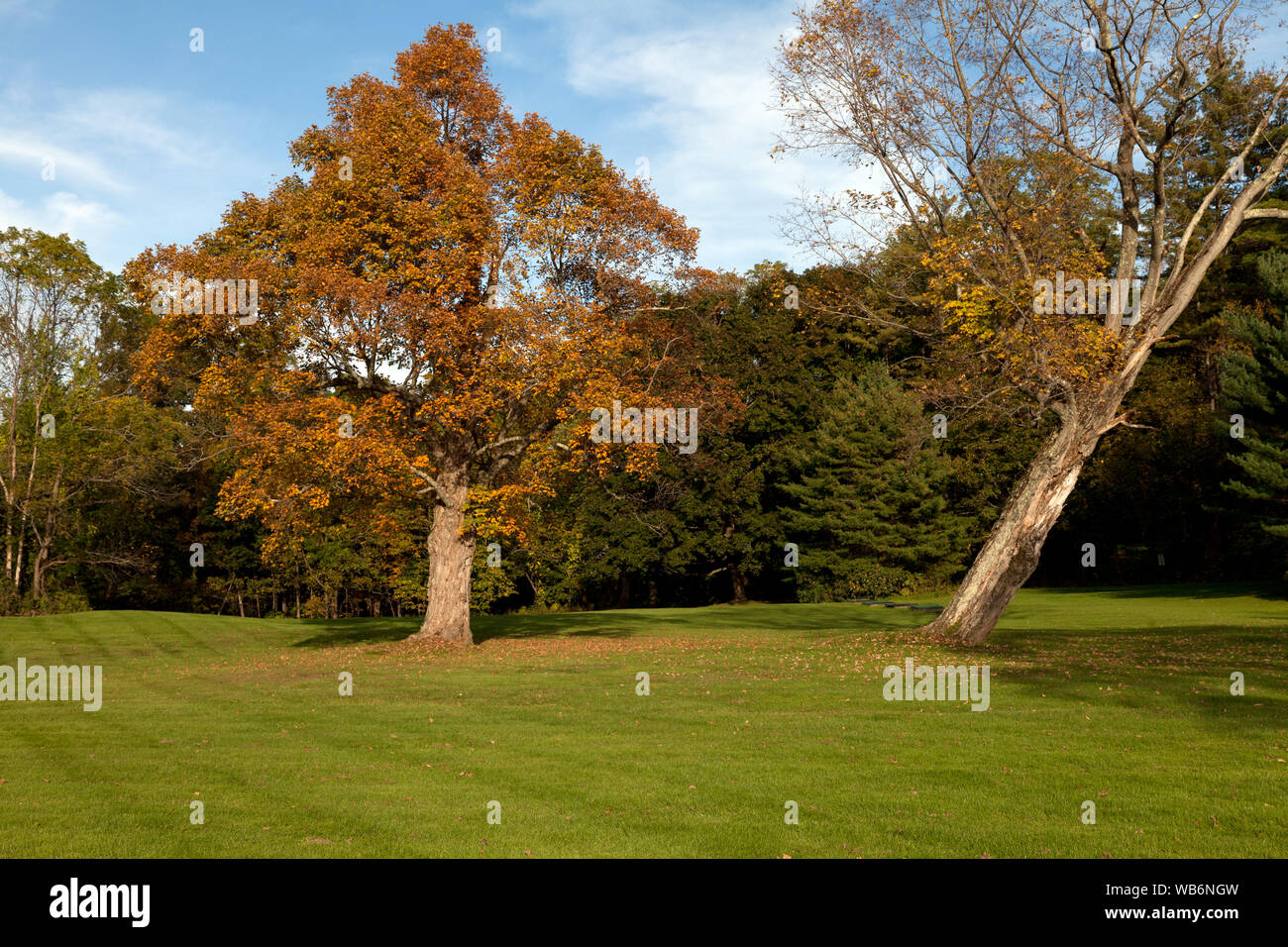 Fall trees in Connecticut Stock Photo Alamy