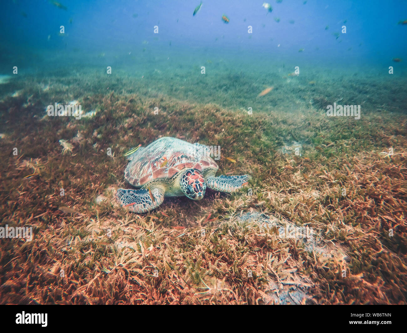 Martinique beach and turtle snorkeling in the caribbean islands Stock