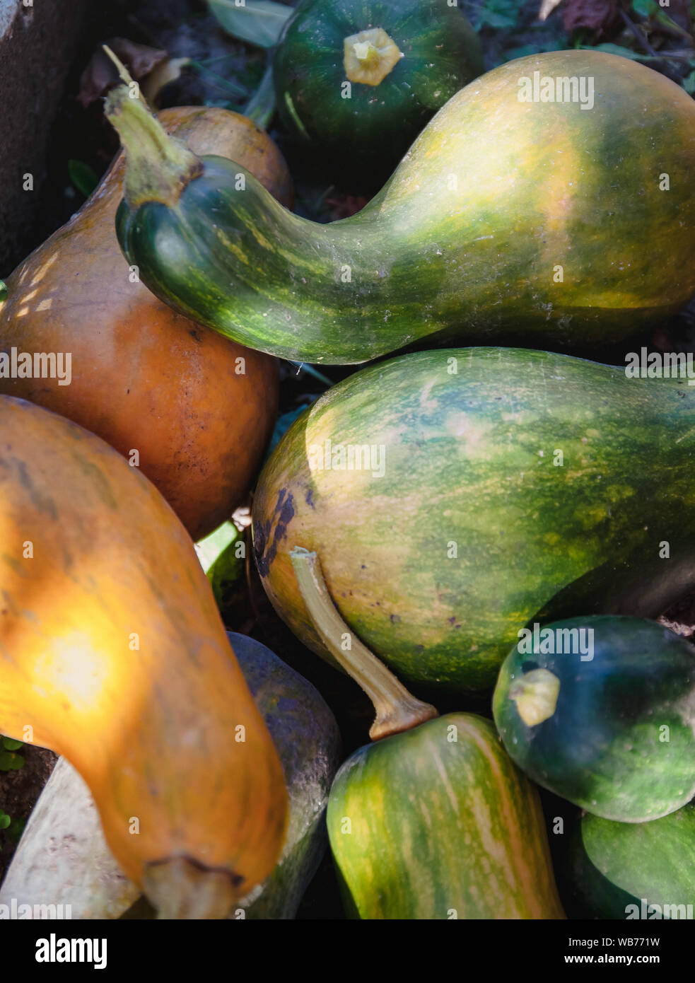 green and orange pumpkins of different shapes, bottle lie in a heap in ...