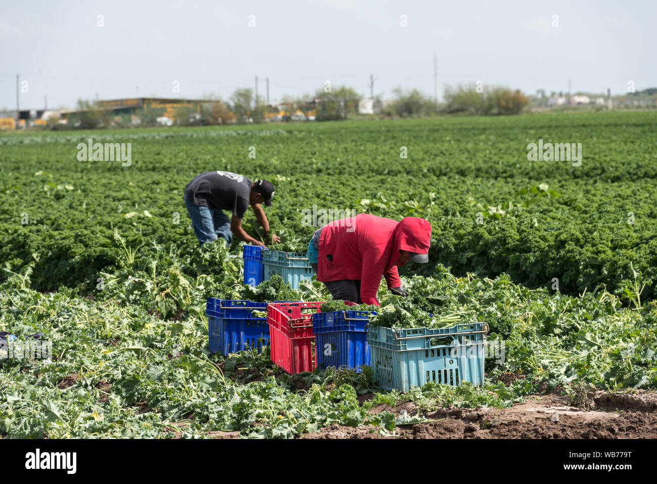 Field hands at work along the old Military Highway, near the Rio Grande River in Hidalgo County, Texas Stock Photo