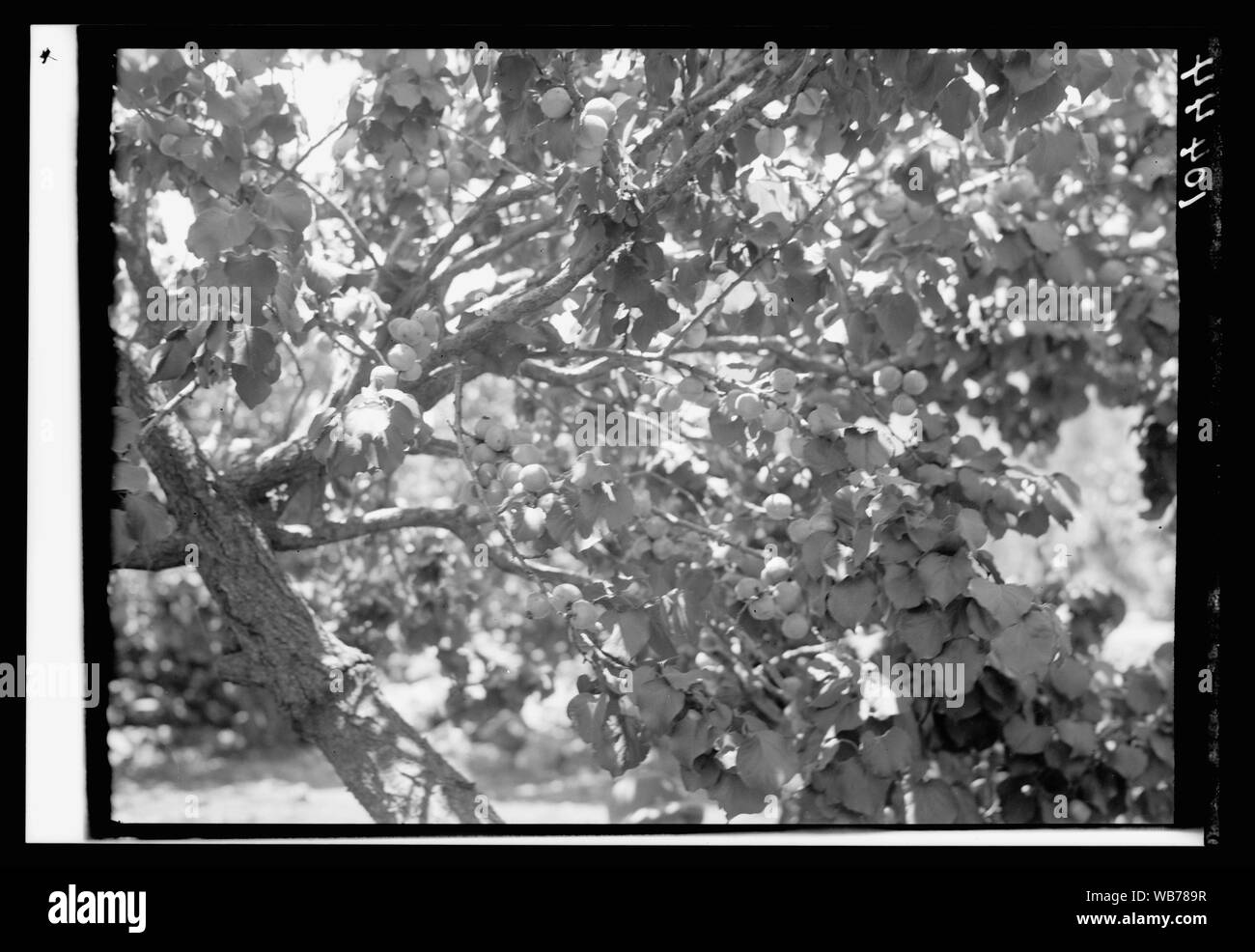 Sycamore fig tree Black and White Stock Photos & Images - Alamy