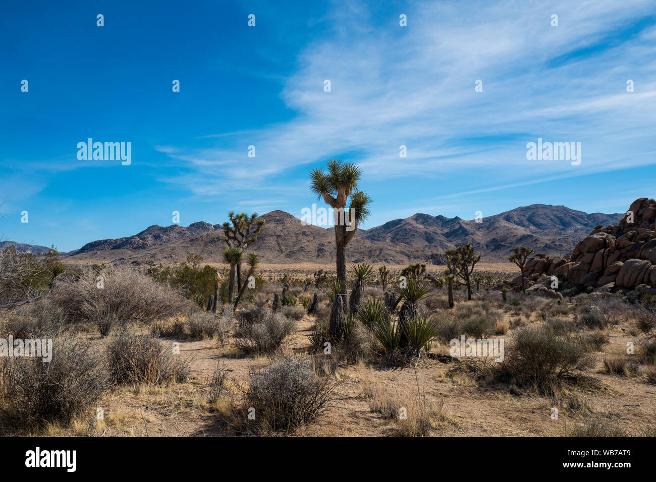 View of Joshua Tree National Park. The park is an American national park in southeastern California, east of Los Angeles. The park is named for the Jo Stock Photo