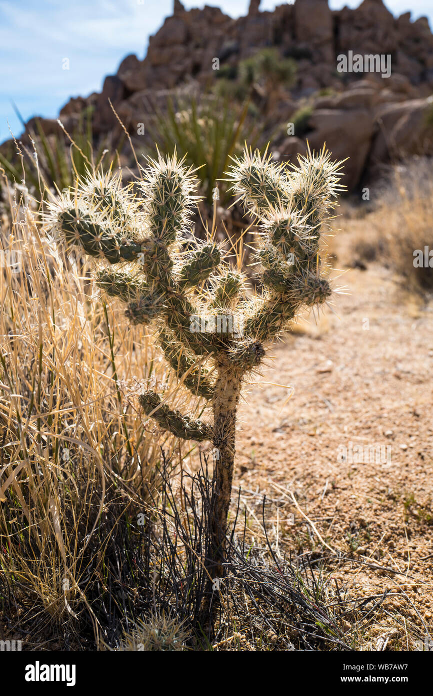 View of Joshua Tree National Park. The park is an American national park in southeastern California, east of Los Angeles. The park is named for the Jo Stock Photo