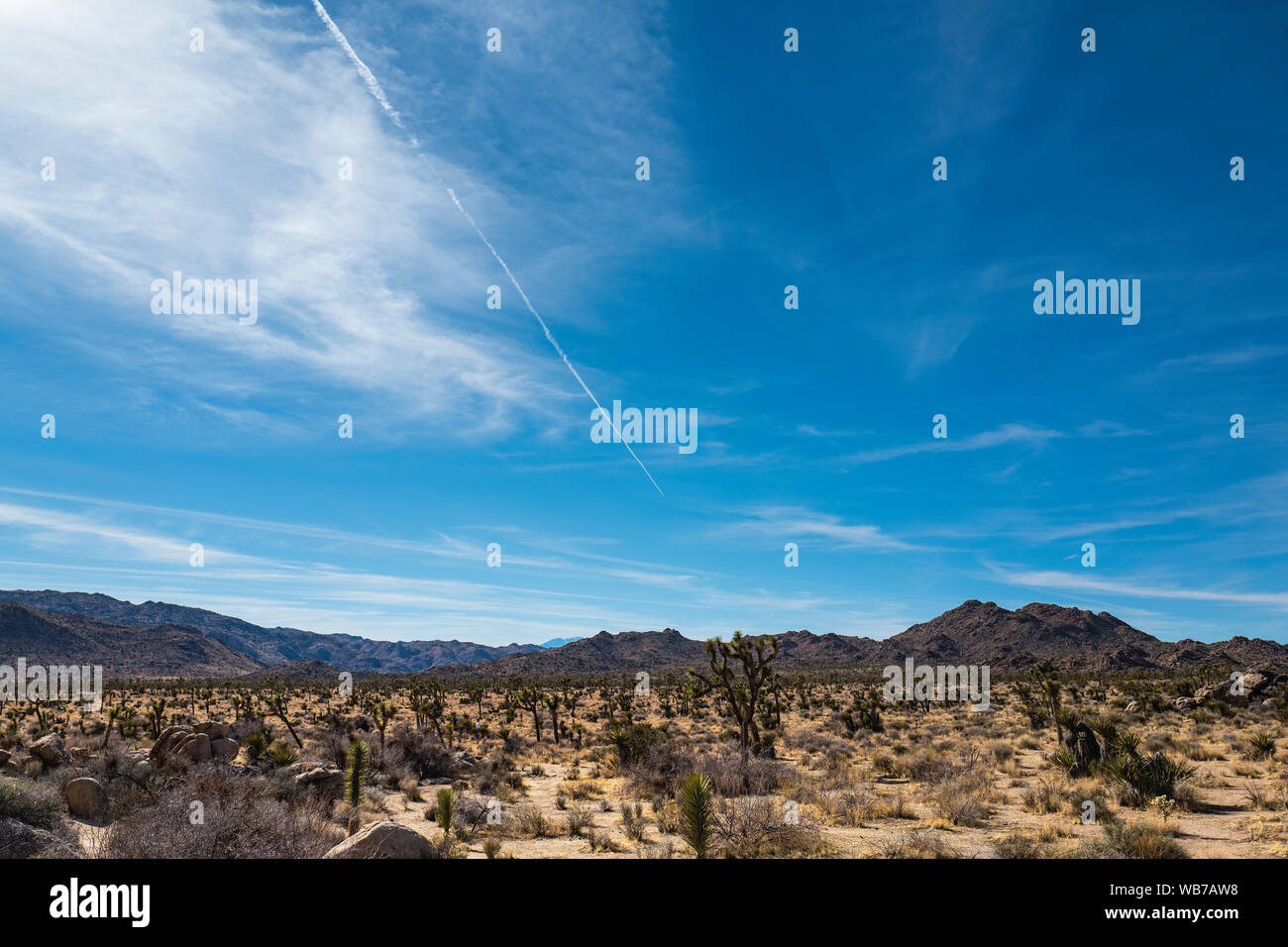 View of Joshua Tree National Park. The park is an American national park in southeastern California, east of Los Angeles. The park is named for the Jo Stock Photo