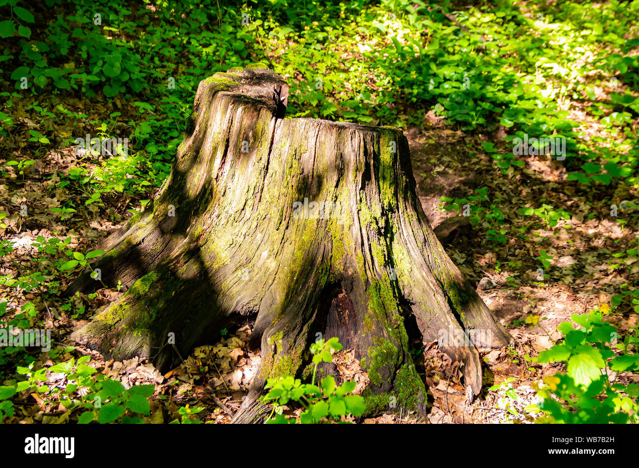 Forest Stump in the sunlight on a background of green grass Stock Photo ...
