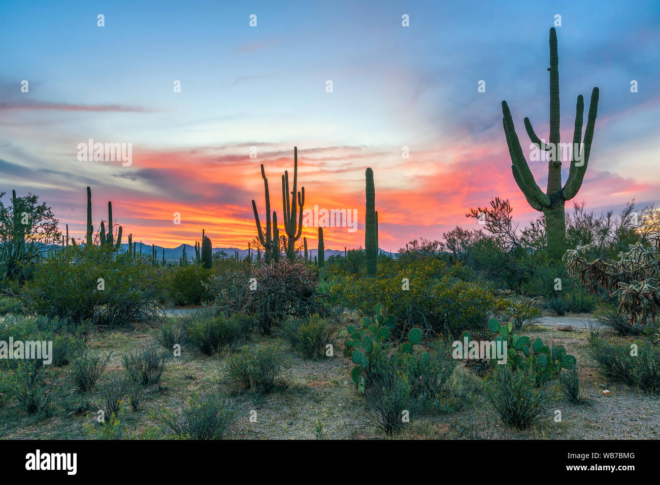 Sunset in Saguaro National Park with Saguaros in the foreground. Arizona. USA Stock Photo