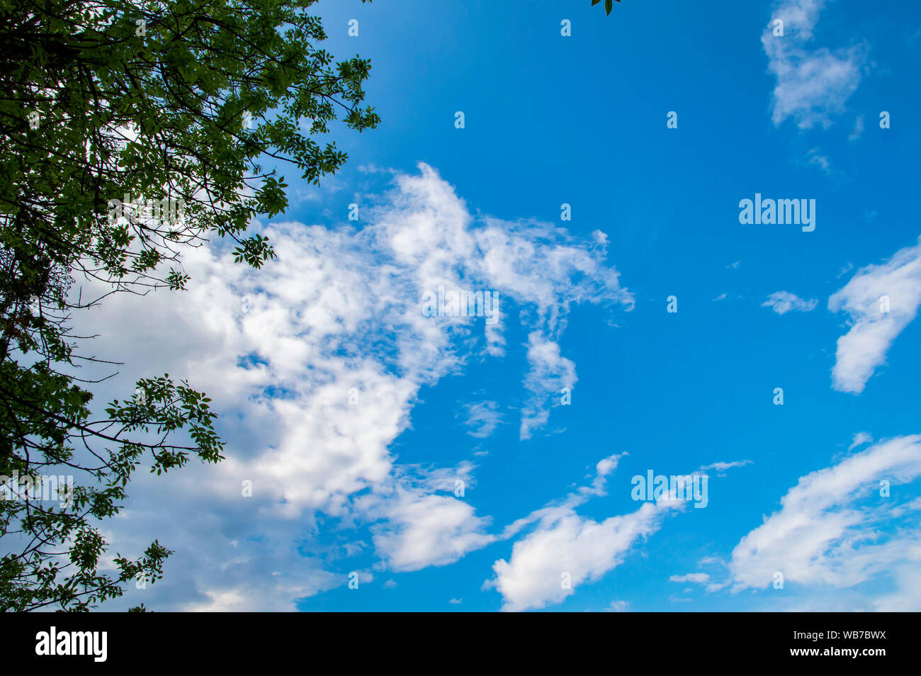 Tree branches against the blue sky with white clouds on a sunny day ...
