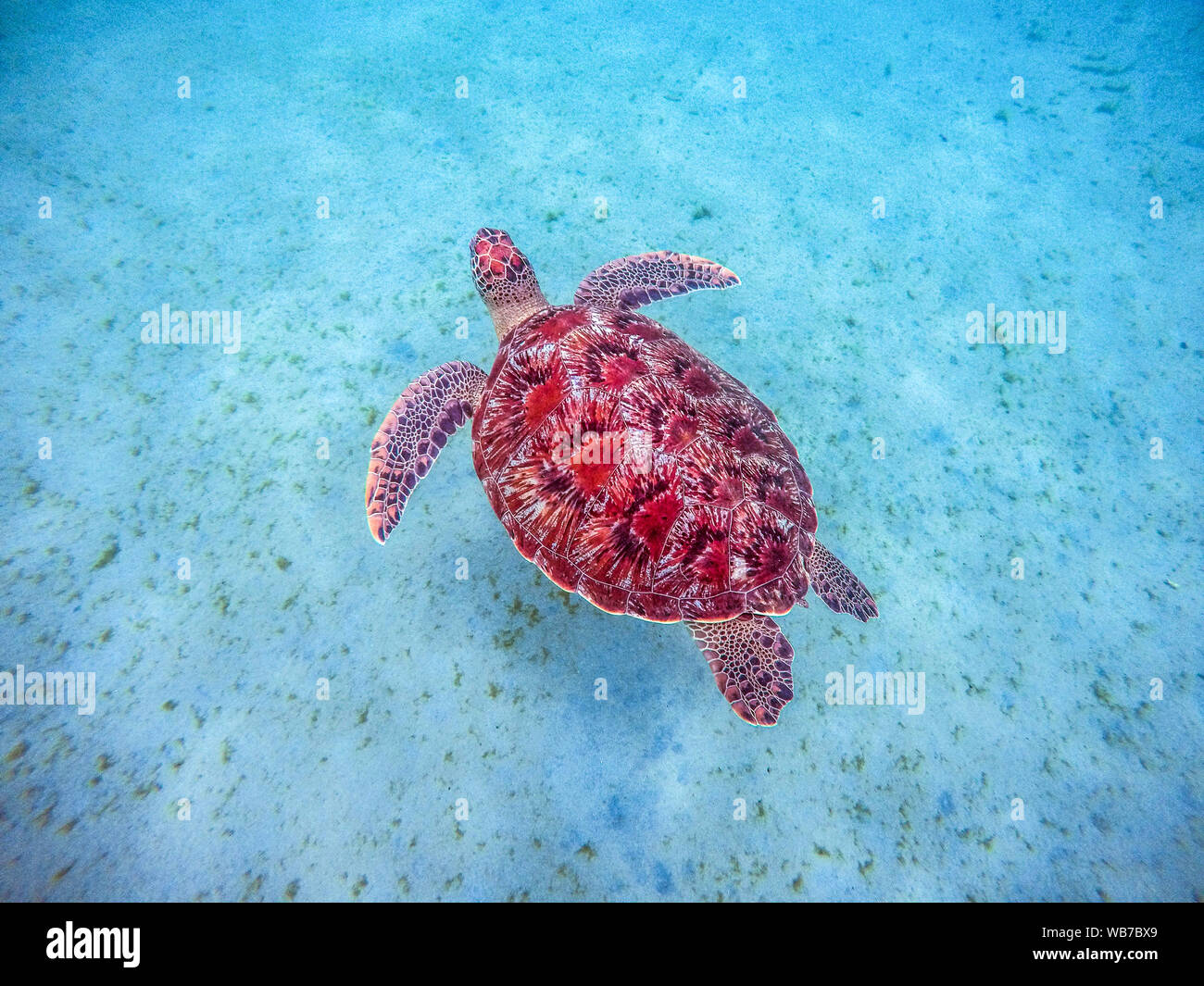Martinique beach and turtle snorkeling in the caribbean islands Stock Photo