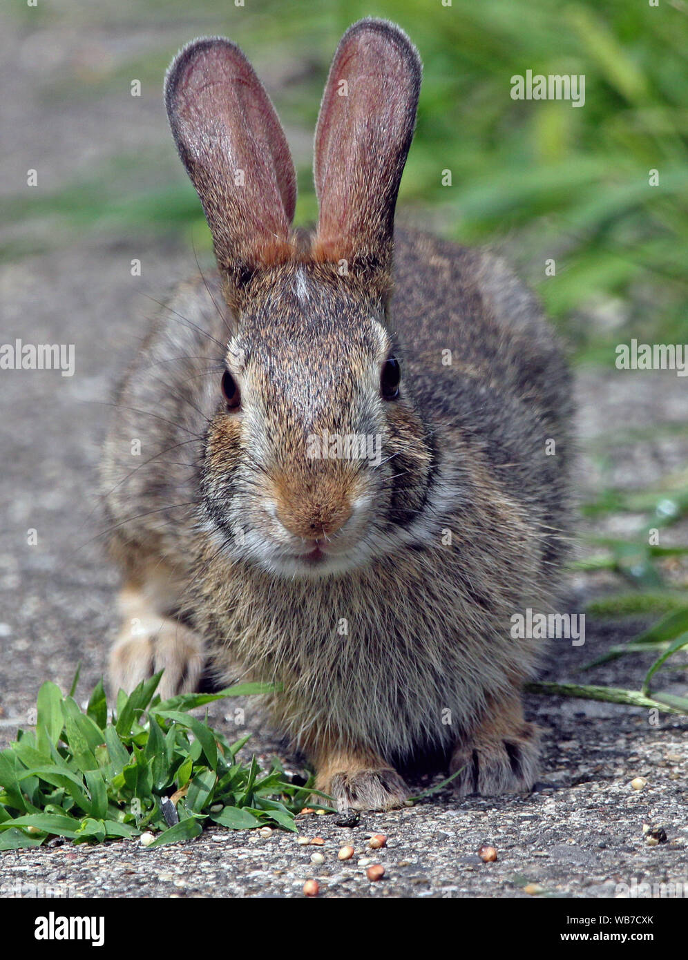 A young cottontail Rabbit In Downers Grove Illinois. Stock Photo