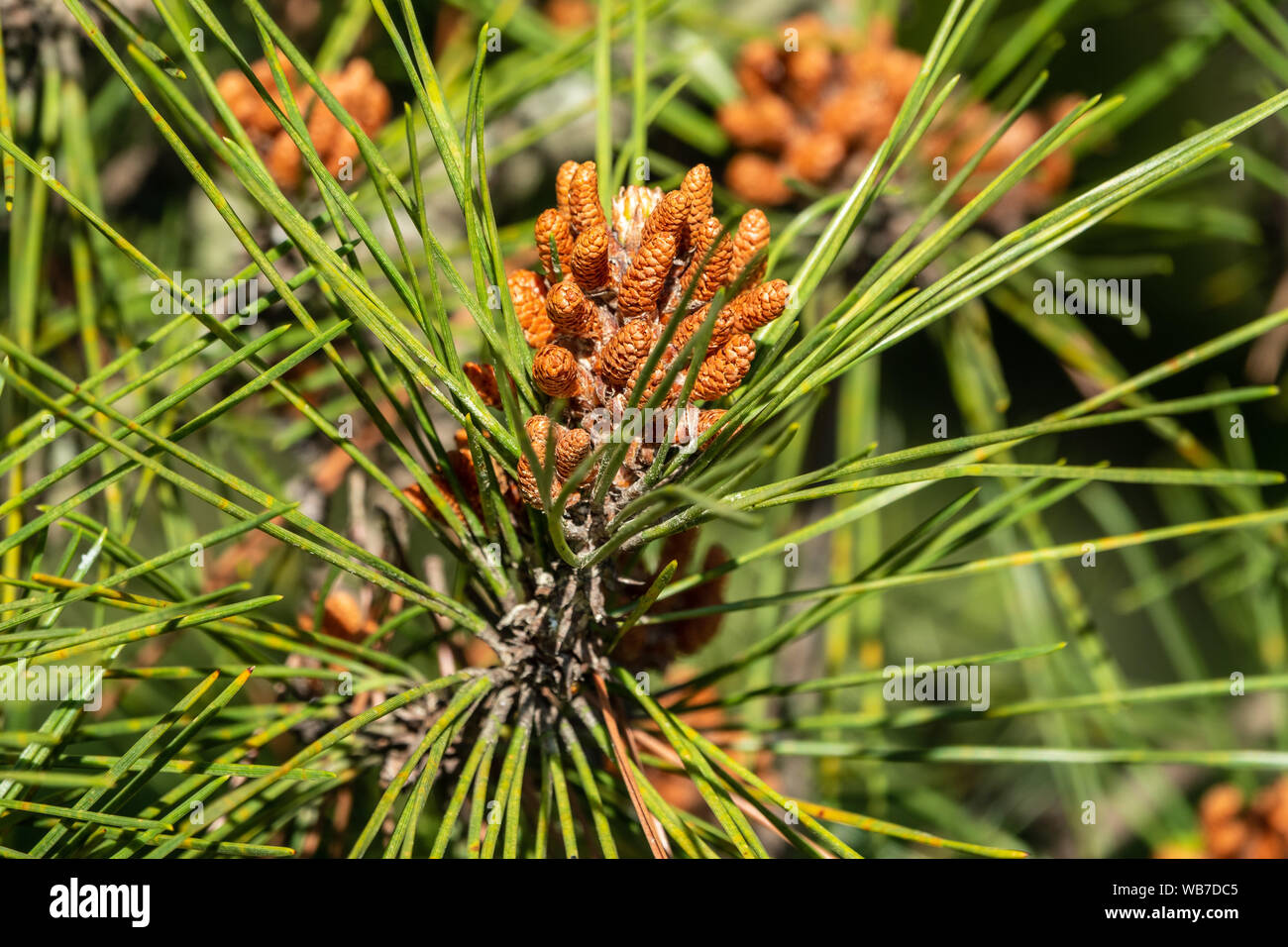Small pine cones surrounded by green needles with a nice blur Stock ...