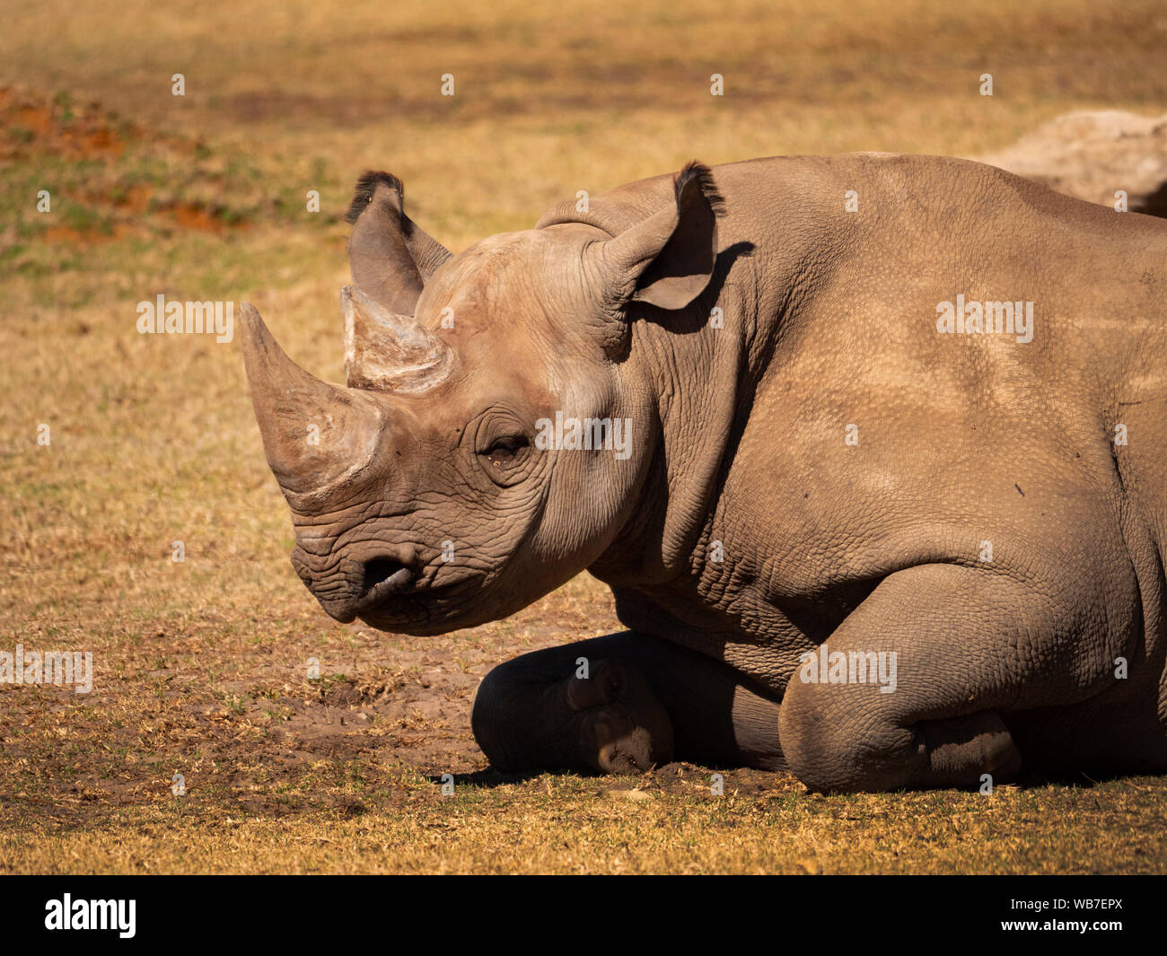 A critically endangered Black Rhinoceros, Diceros bicornis, in a captive breeding program in its enclosure. Stock Photo