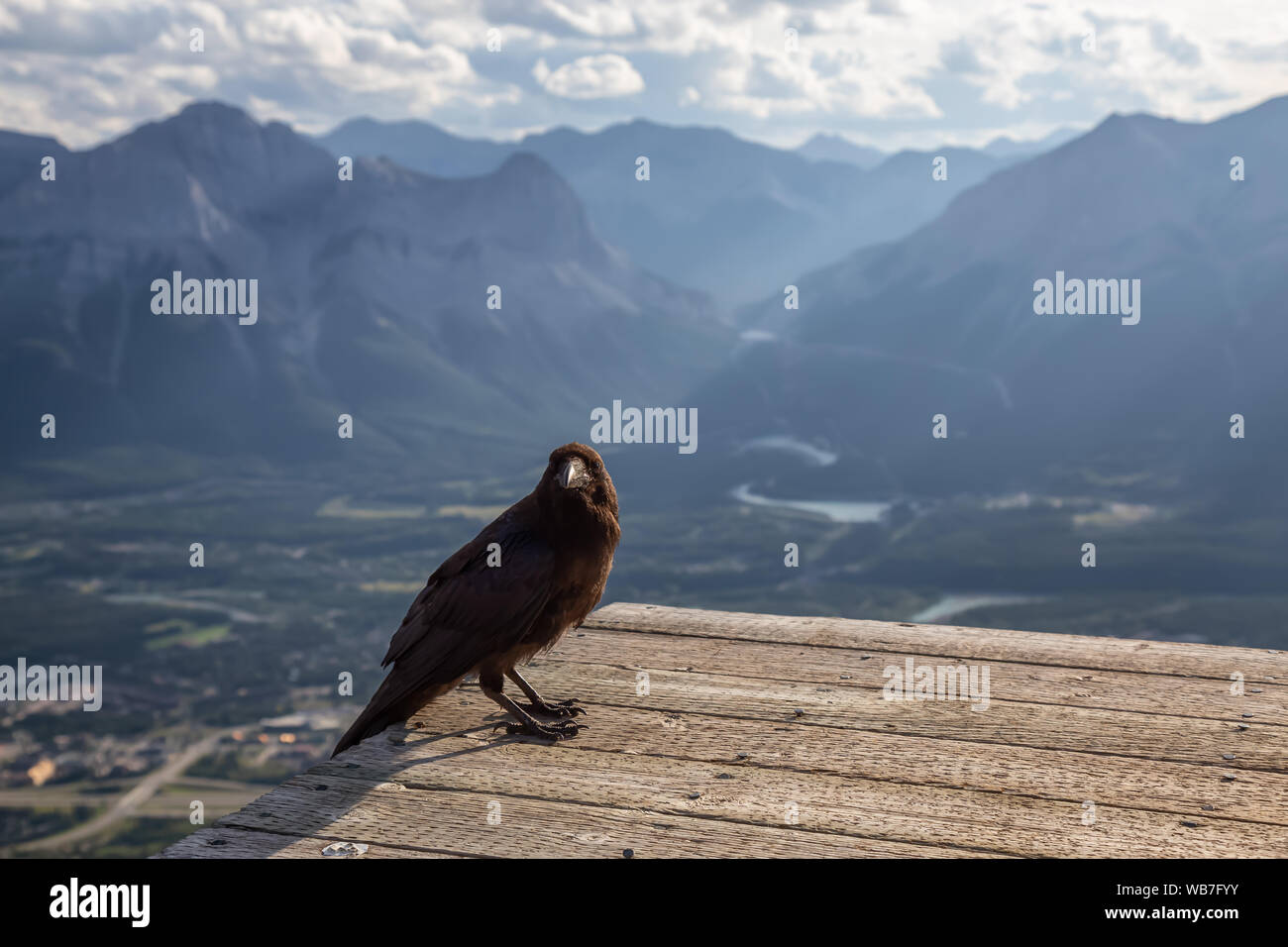 Big Black Common Raven Bird Is Sitting On A Wooden Helipad On Top Of Mt Lady Macdonald And Looking For Food Taken In Canmore Alberta Canada Stock Photo Alamy