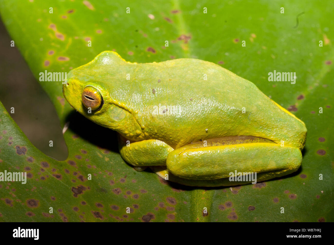 Australian Dainty Green Tree Frog Stock Photo