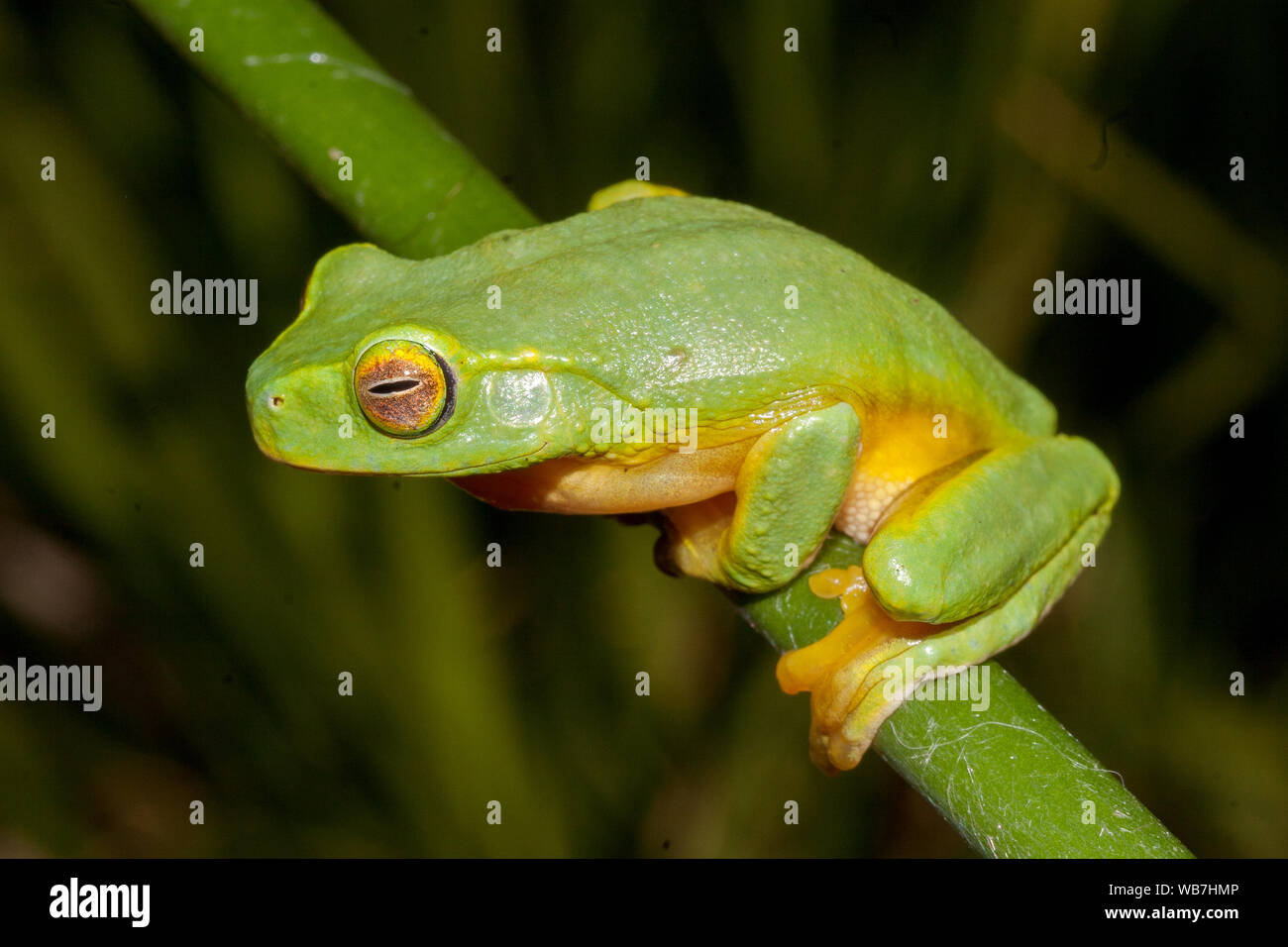 Australian Dainty Green Tree Frog Stock Photo