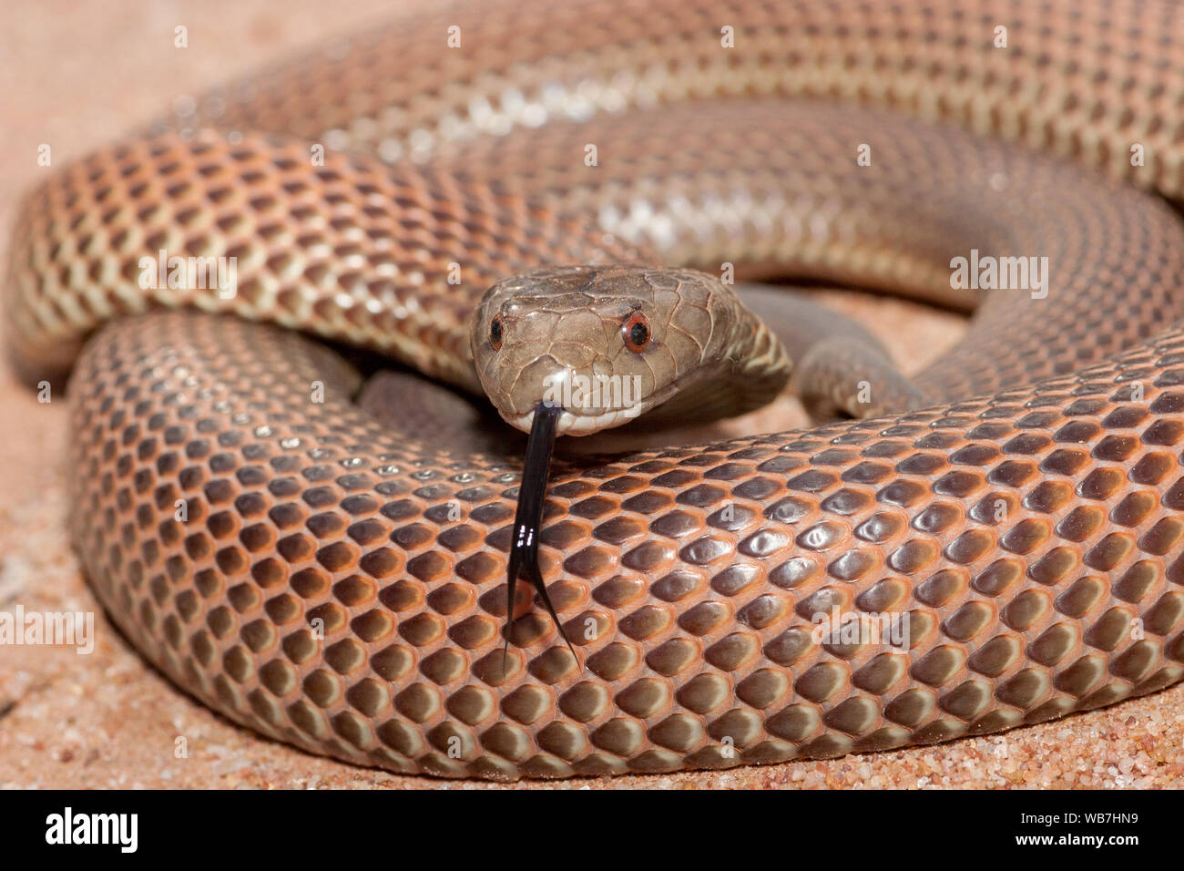 Australian King Brown or Mulga Snake Stock Photo Alamy