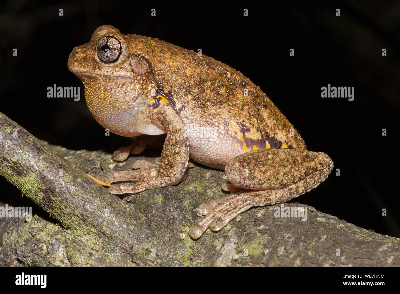 Australian Peron's Tree Frog Calling Stock Photo Alamy