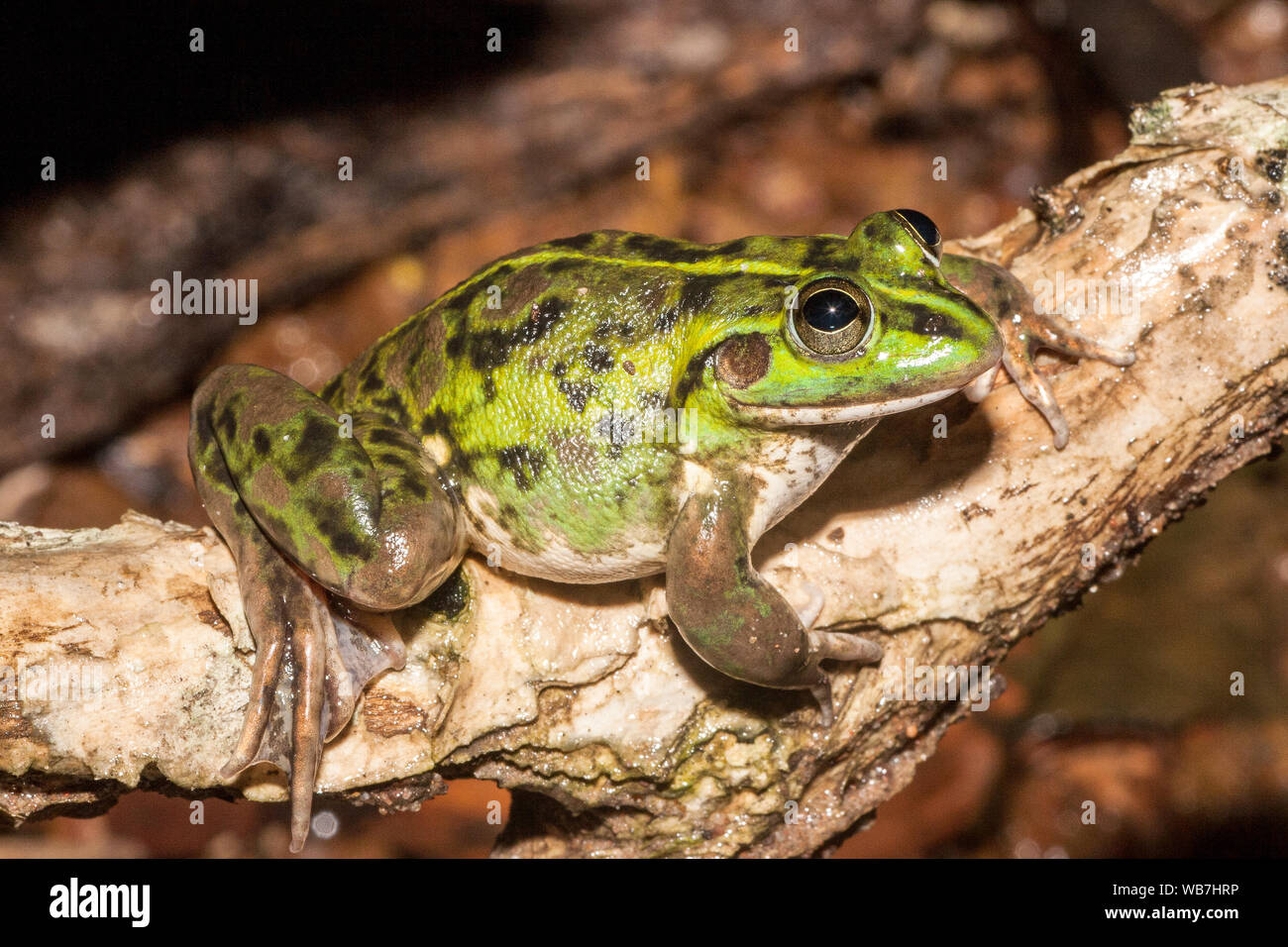 Dahl's Aquatic Frog Stock Photo