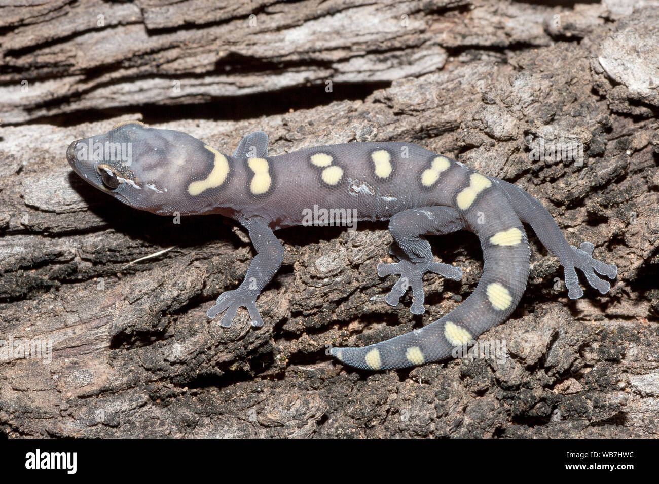 Colourful Australian Occelated Velcet Gecko - Alamy