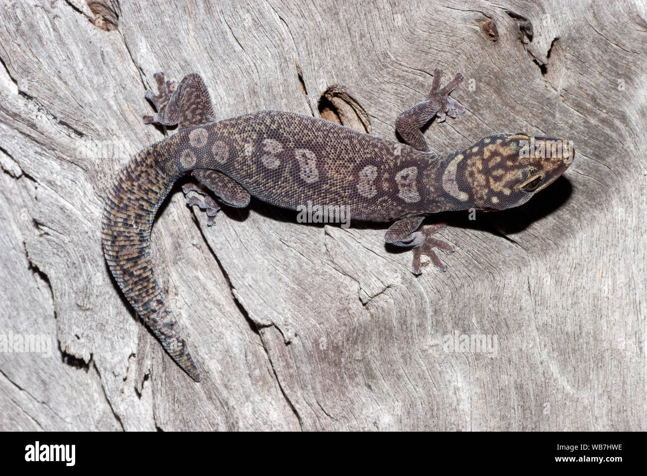 Adult Australian Elegant Velvet Gecko Stock Photo