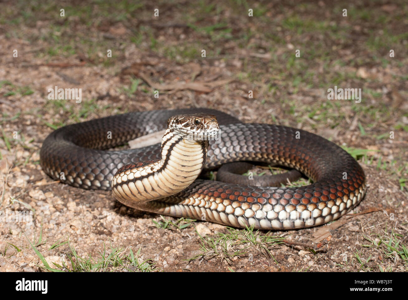 Australian Highlands Copperhead snake in strike position Stock Photo