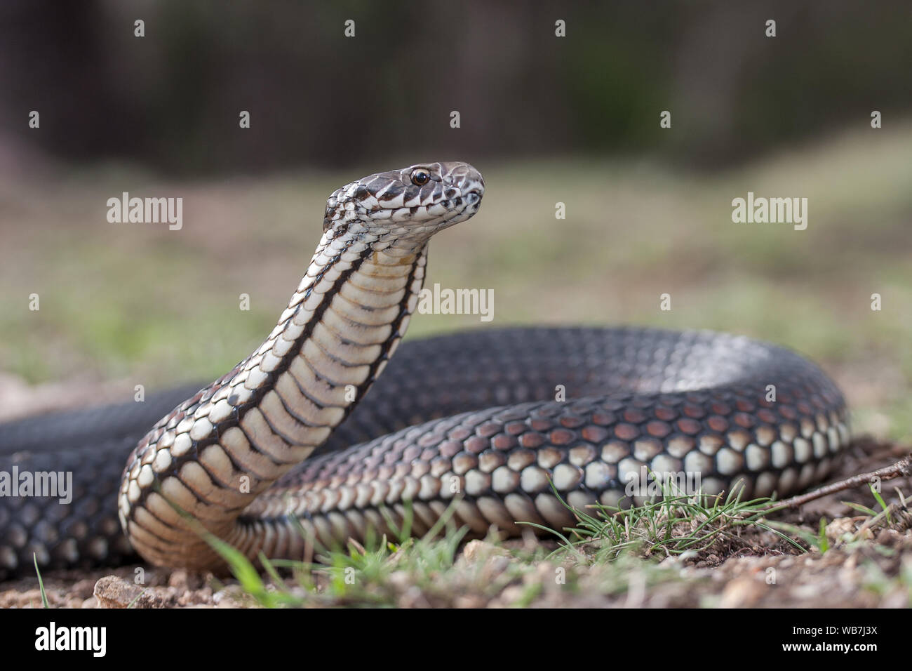 Australian Highlands Copperhead snake in strike position Stock Photo