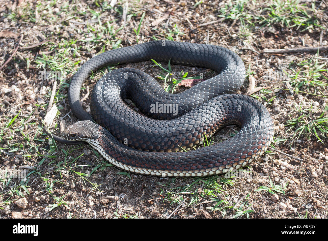 Australian Highlands Copperhead in curled position Stock Photo Alamy