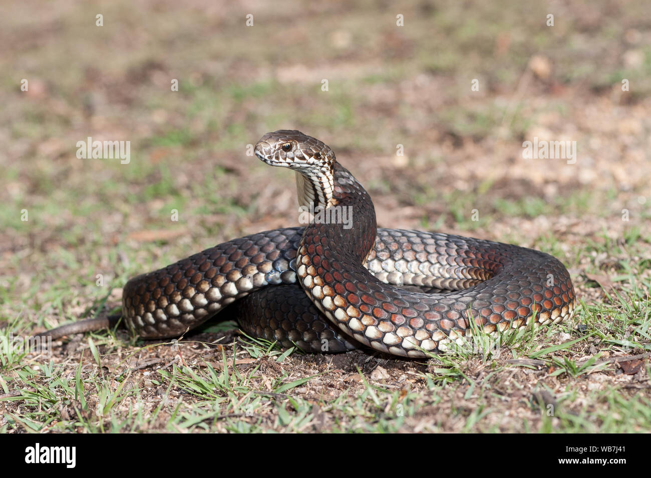 Australian Highlands Copperhead snake in strike position Stock Photo