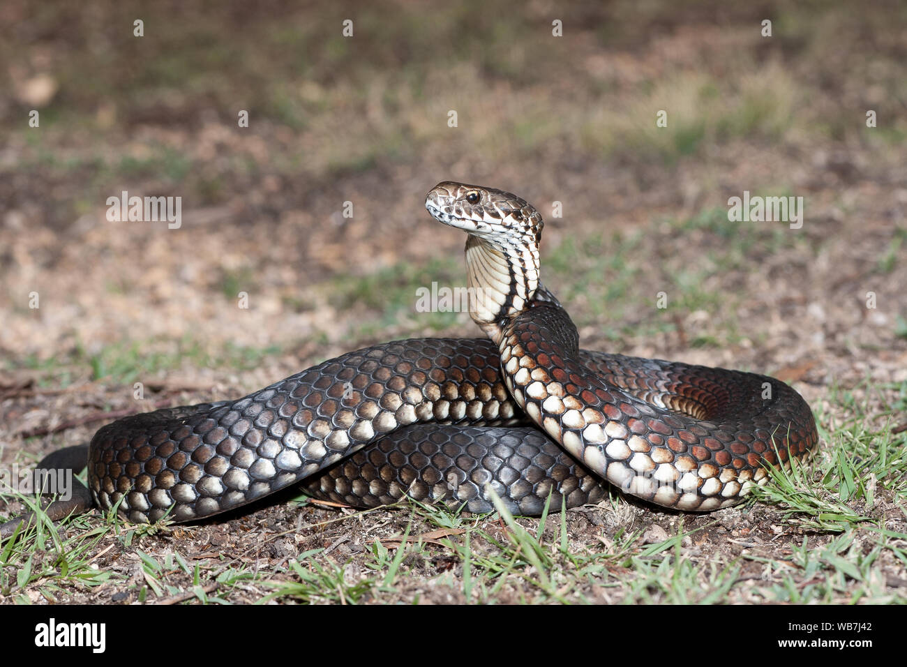 Australian Highlands Copperhead snake in strike position Stock Photo