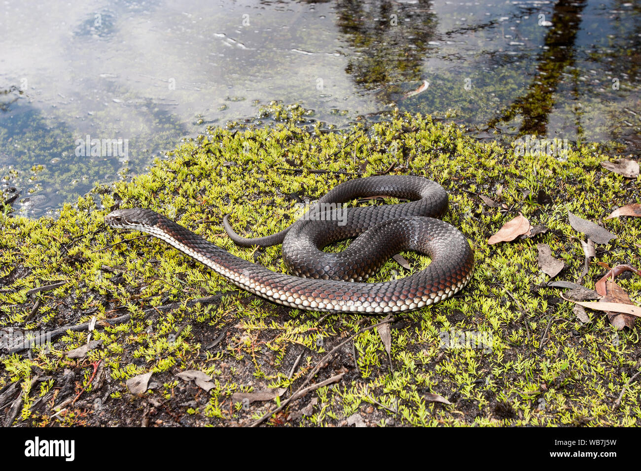 Australian Highlands Copperhead snake in habitat Stock Photo Alamy