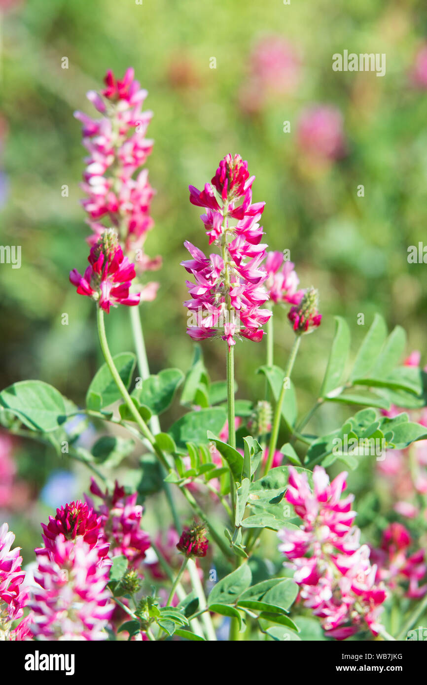 pink flowers of Sulla with which an excellent honey is produced in Sicily, Italy Stock Photo