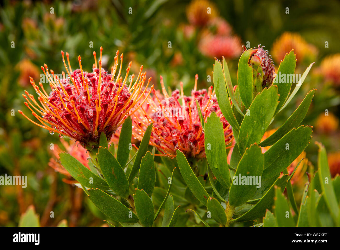 UK, England, Scilly Islands, Tresco, Abbey Gardens, globe-shaped, orange flower heads of, Leucospernum patersonii,  Protea native plant of South Afric Stock Photo