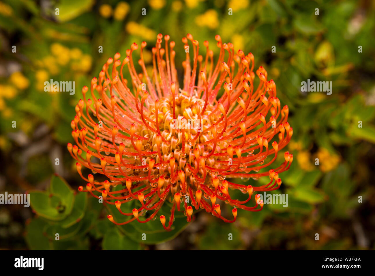 UK, England, Scilly Islands, Tresco, Abbey Gardens, globe-shaped, orange flower heads of  Leucospernum patersonii, native plant of South Africa Stock Photo