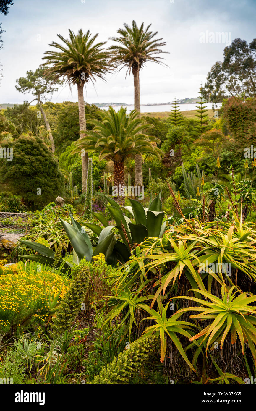 UK, England, Scilly Islands, Tresco, Abbey Gardens, South African garden, agave, palms and other spiky plants Stock Photo