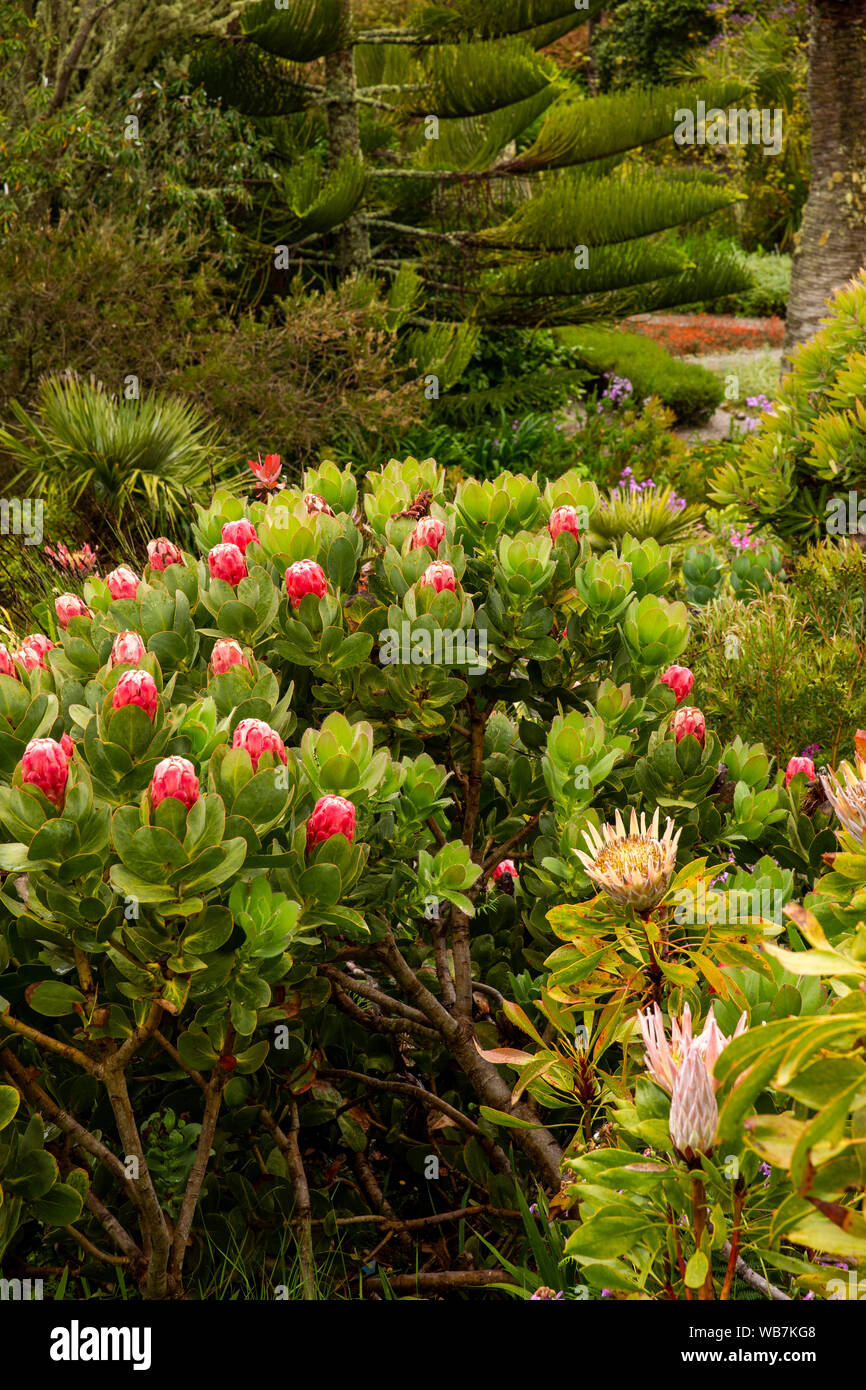 UK, England, Scilly Islands, Tresco, Abbey Gardens, South African garden, globe shaped Protea (sugarbush) flowers, national flower of South Africa Stock Photo