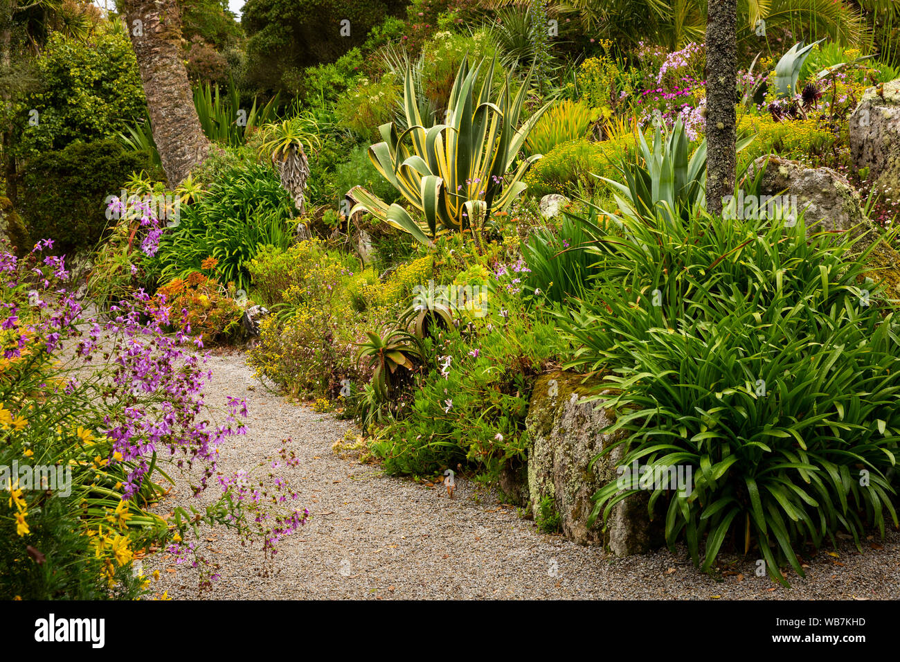 UK, England, Scilly Islands, Tresco, Abbey Gardens, South African garden, sub-tropical planting Stock Photo