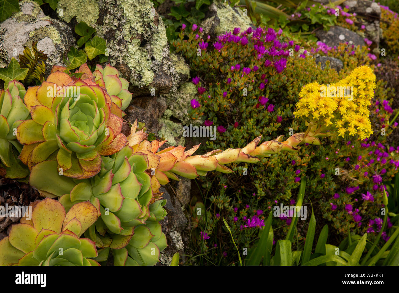UK, England, Scilly Islands, Tresco, Abbey Gardens, yellow flower & leaves of succulent Aeonium arboreum, growing in stone wall Stock Photo