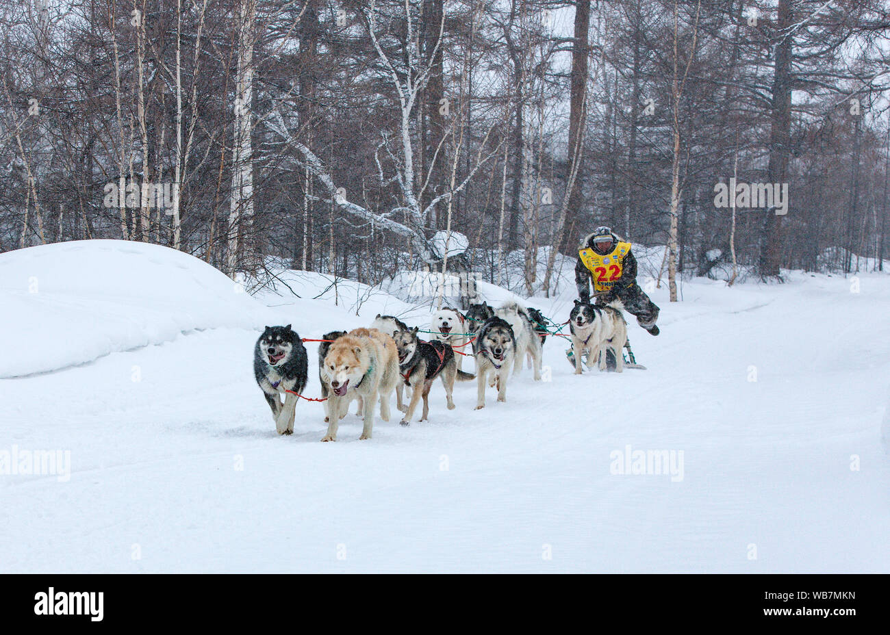 Team Racing Beringa Beringia Dog High Resolution Stock Photography and Images - Alamy