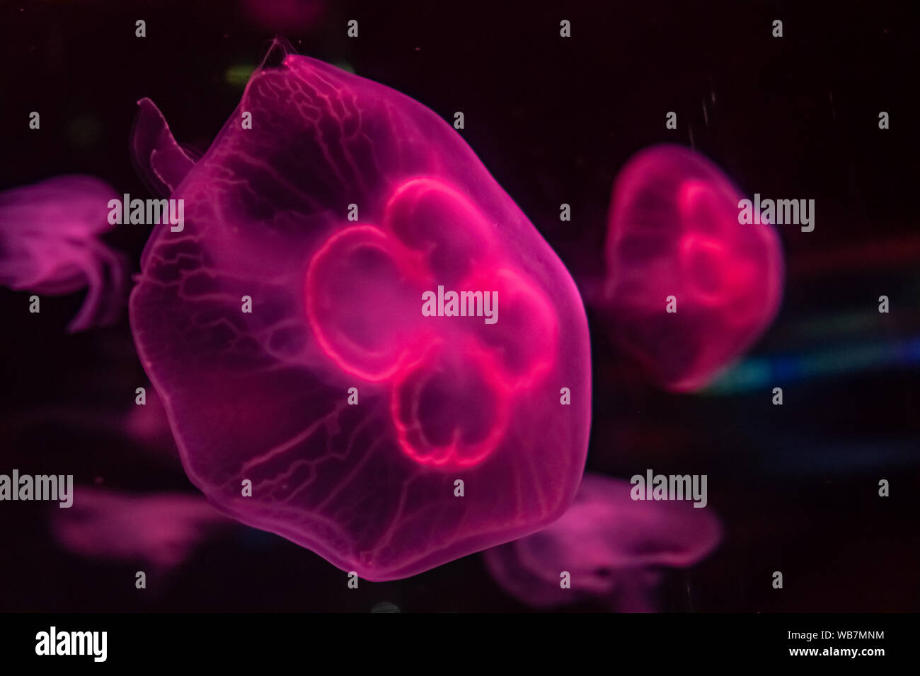 Pink Sea Moon Jellyfish On A Black Background Close Up Stock Photo Alamy