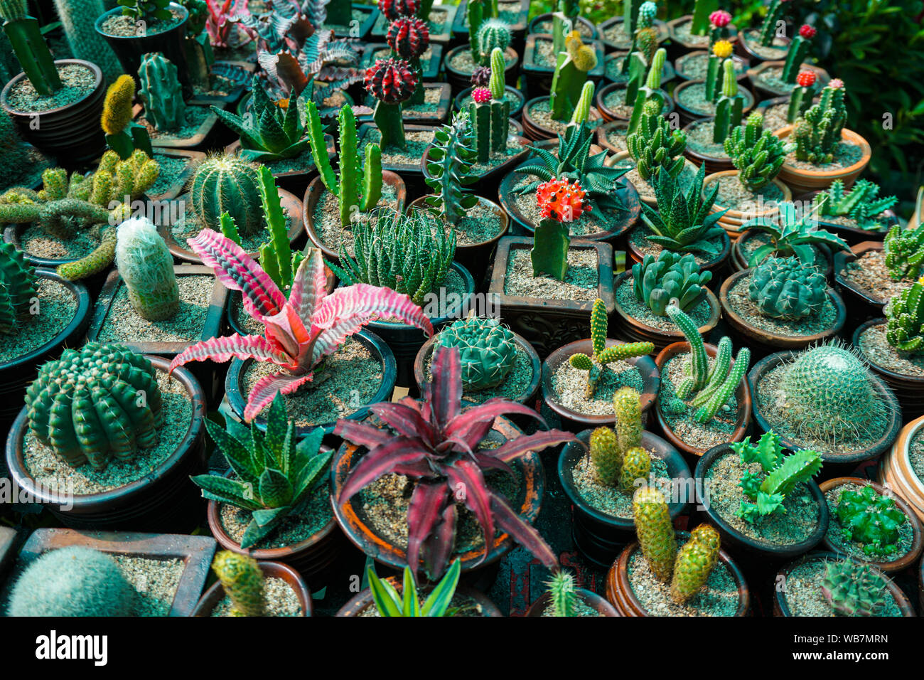 Collection of various cactus and succulent plants in different pots. A